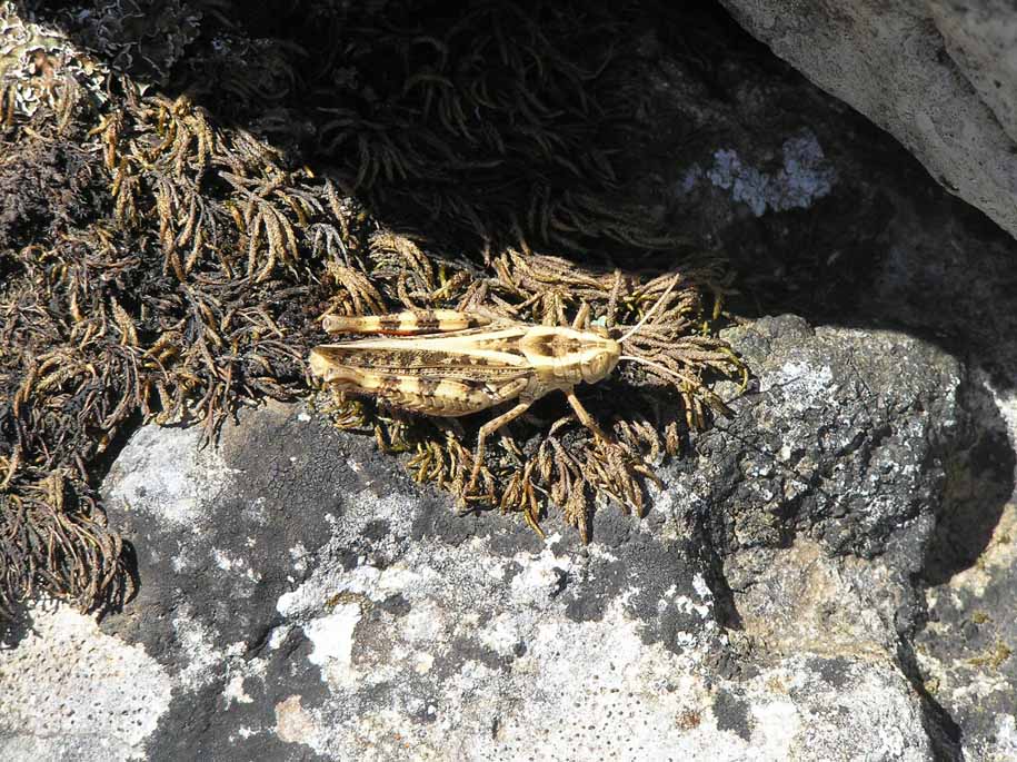 Corazziere tra le rocce: Calliptamus sp. (Acrididae)